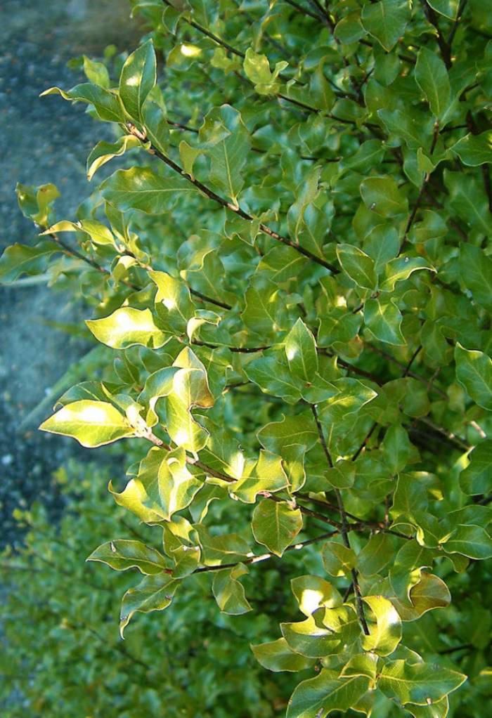 Pittosporum Tenuifolium Tree