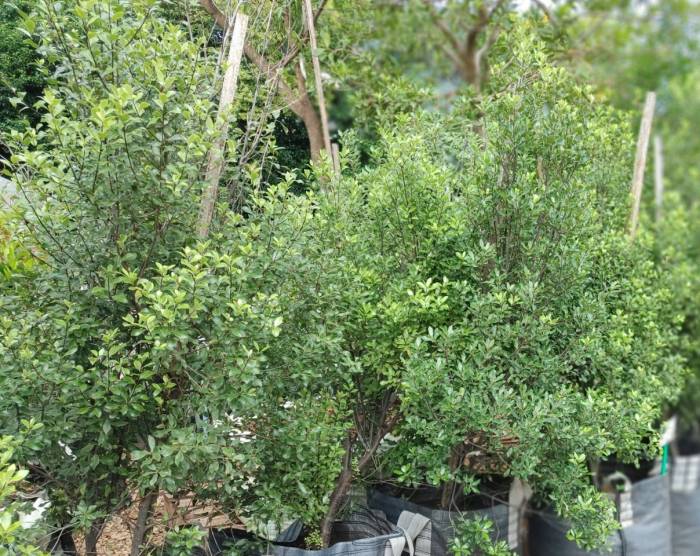 Pittosporum Tenuifolium Tree