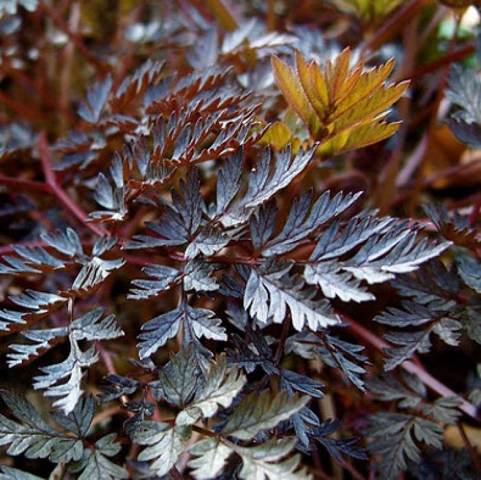 apoteka - coffee & plants Buy Coffee Plants Online