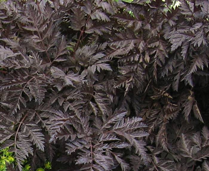 valriane plante bienfaits Passiflore Valriane Mlisse en glule : Relaxation & Sommeil, Avis