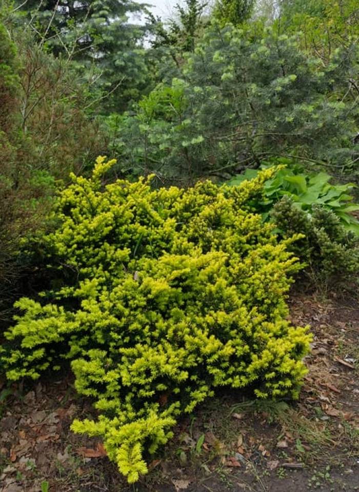 thuja smaragd wachstumszeit Lebensbaum Thuja occidentalis Smaragd 80-100 cm Höhe Ballenware main image 1