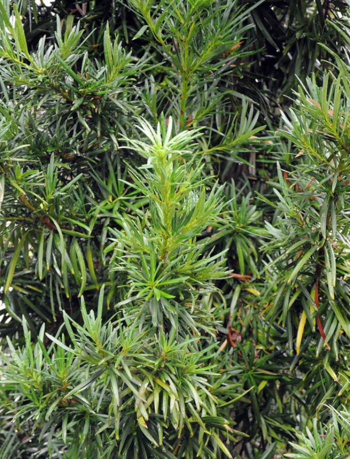 Podocarpus macrophyllus