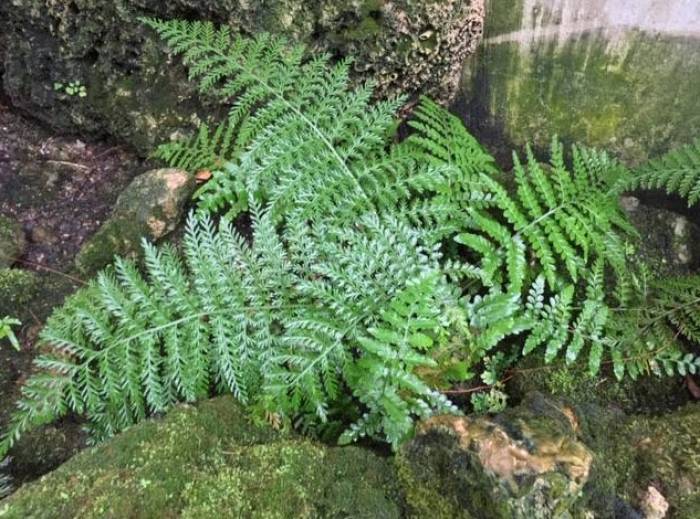 Asplenium 'Austral Gem' - Austral Gem Bird's Nest Fern | PlantMaster