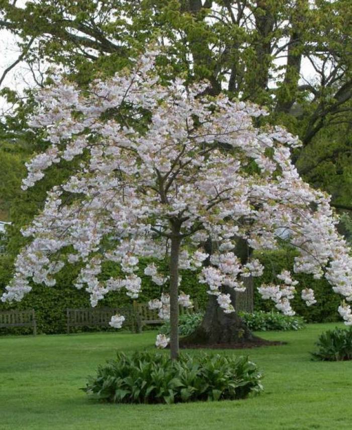 sunfish Audio m-prunus (SHIGEMORI MUSE風) moog-muse_453808_1.jpg?