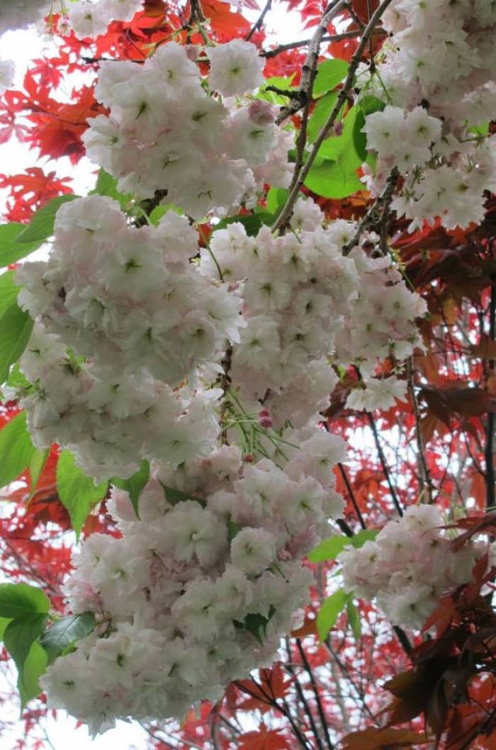 Prunus shimidsu 'Sakura' - Sakura Japanese Cherry | PlantMaster Prunus shimidsu 'Sakura' - Sakura Japanese Cherry | PlantMaster