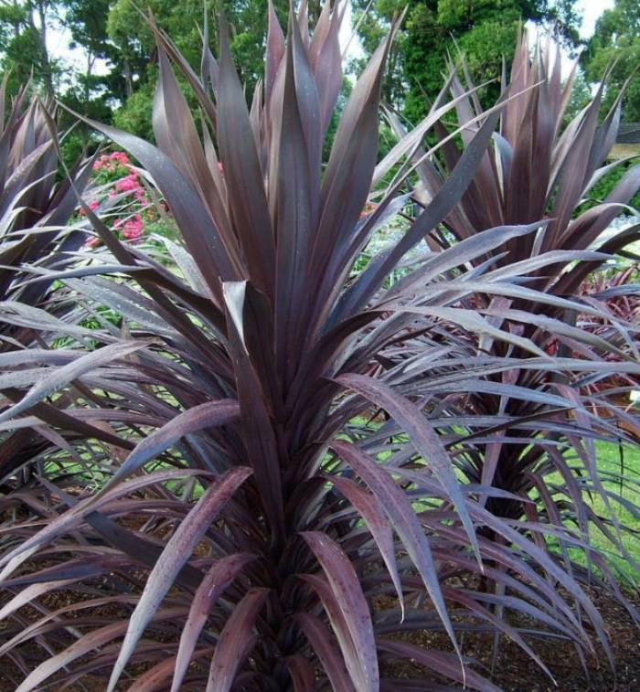 glücksfeder groß kaufen Zamioculcas Zamiifolia Glücksfeder – vielgrün main image 1