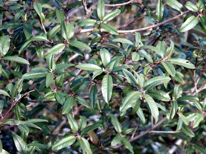 Rhamnus californica tomentella - Serpentine Coffeeberry | PlantMaster