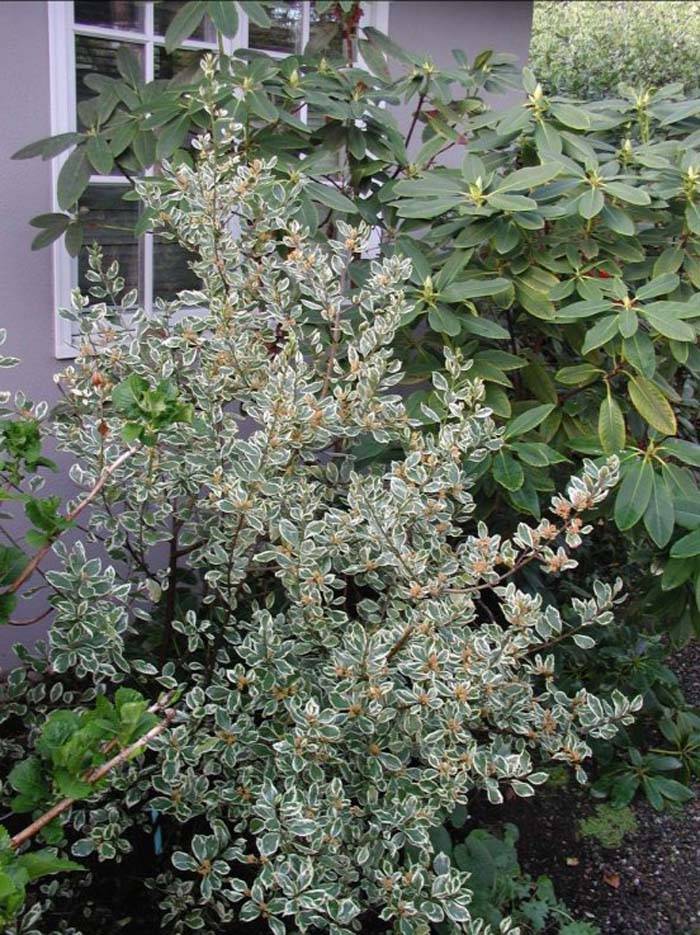 Rhamnus alaternus 'Variegata' - Variegated Italian Buckthorn | PlantMaster