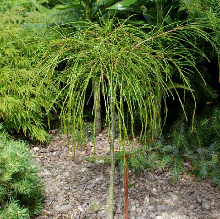 Thuja plicata 'Whipcord' - Whipcord Cedar | PlantMaster