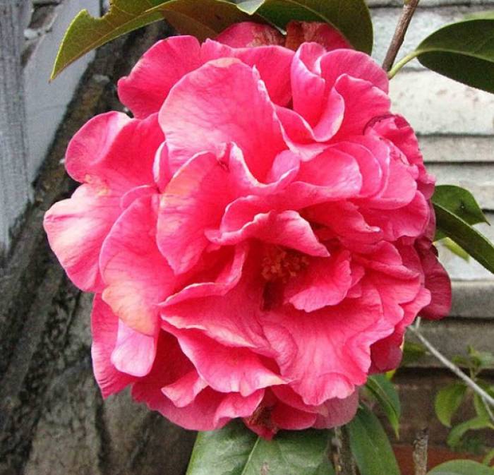 Camellia japonica 'Debutante' - Debutante Japanese Camellia | PlantMaster