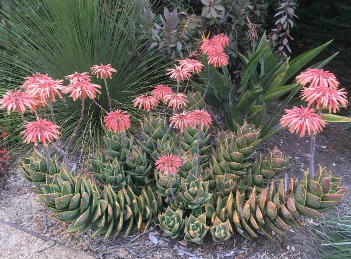 Aloe distans Jeweled Aloe PlantMaster