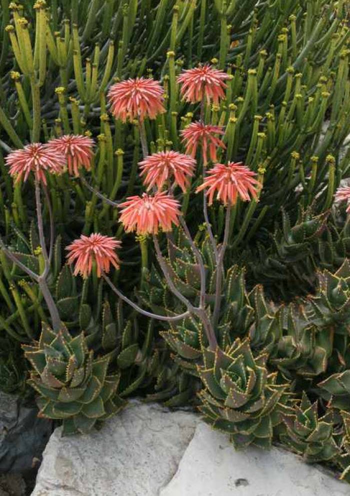 Aloe distans - Jeweled Aloe | PlantMaster