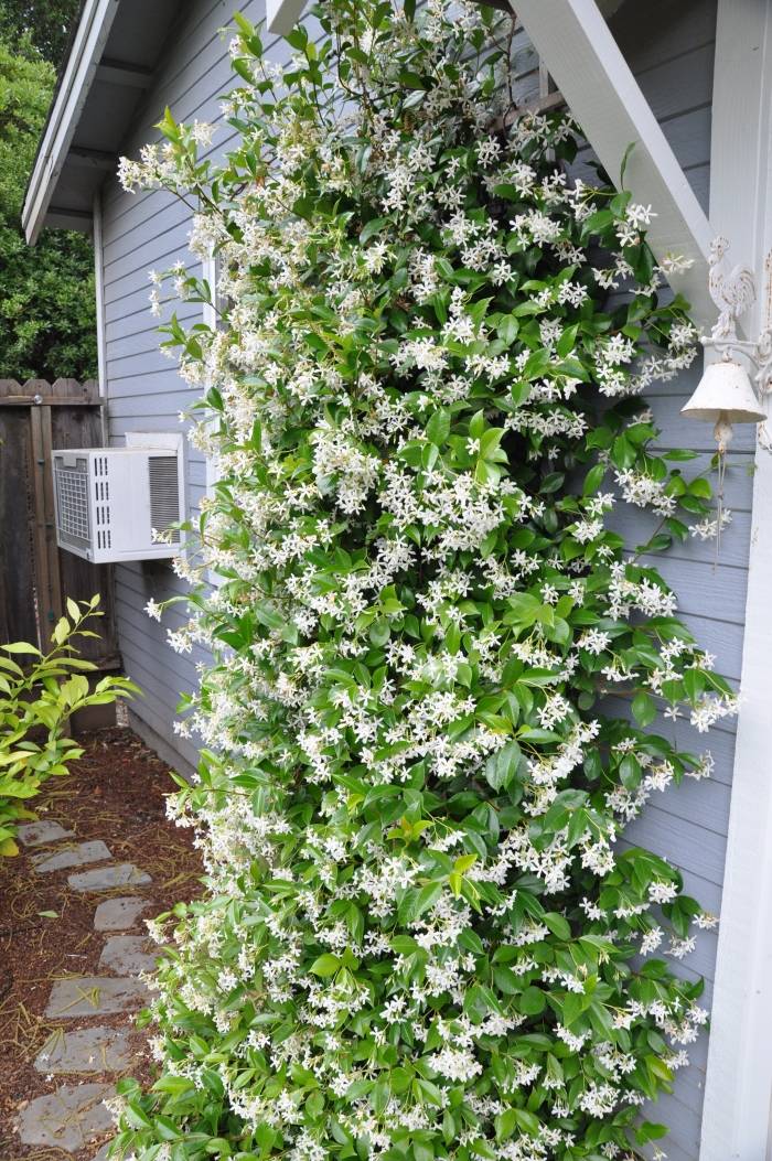 Trachelospermum jasminoides