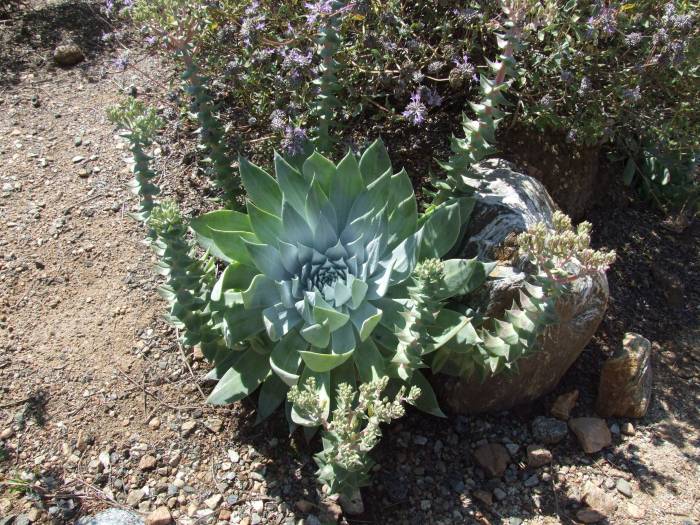 PS 829 Sustainable Plant Selection 45-55 | Plants