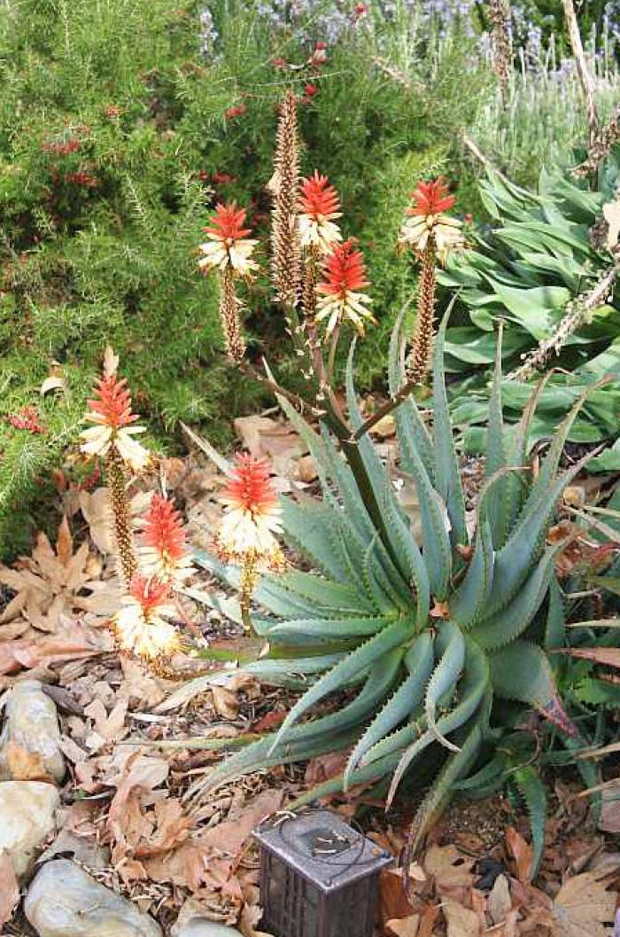 ＡＬＯＥです。 Aloe cvs. - Aloe Cultivars | PlantMaster