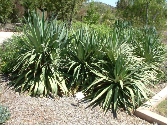 Yucca recurvifolia