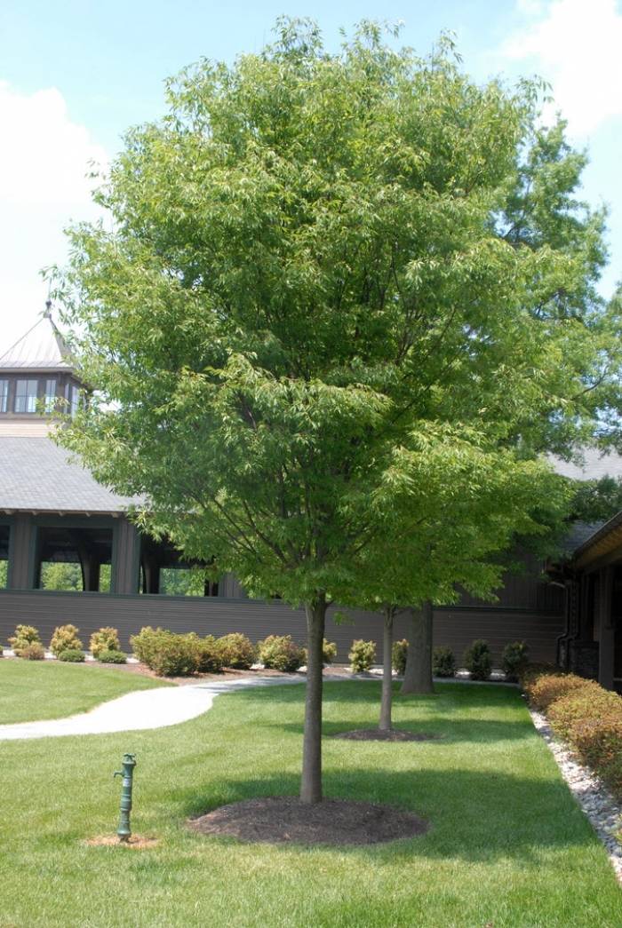 Zelkova serrata - Japanese Zelkova | PlantMaster