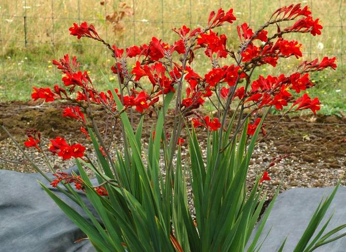 Crocosmia NOVA™ DRAGONFIRE - Dragonfire Crocosmia | PlantMaster