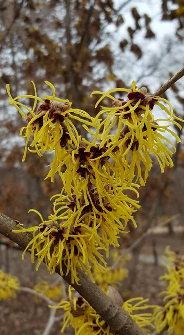 Hamamelis virginiana 'Little Suzie' - Little Suzie Witch Hazel