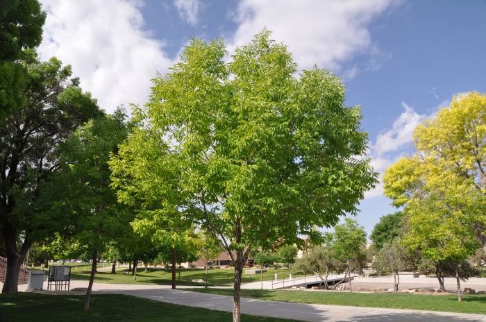 Fraxinus velutina 'Bonita' - Bonita Ash | PlantMaster