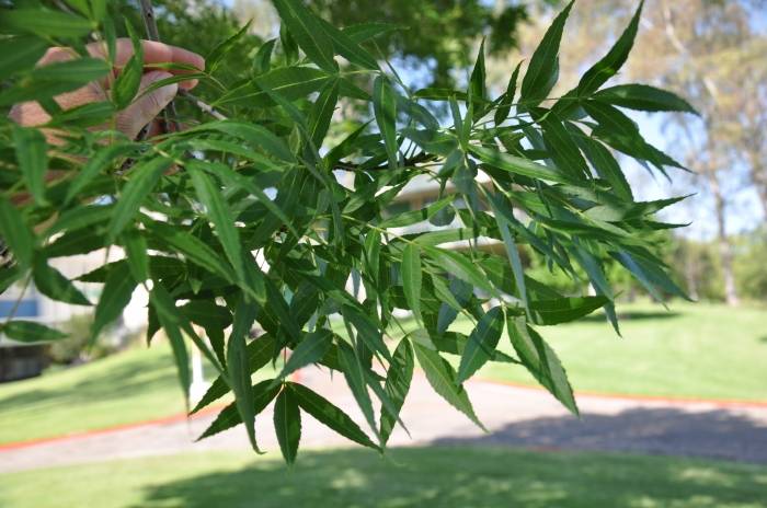 Fraxinus velutina 'Bonita' - Bonita Ash | PlantMaster