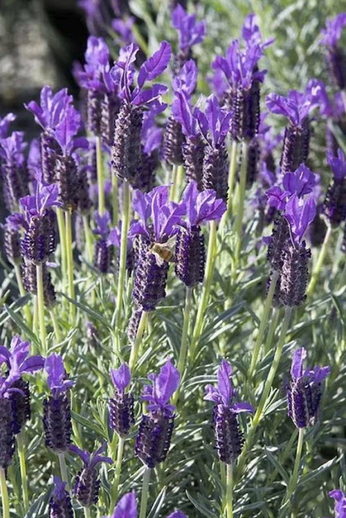 Lavandula stoechas 'Winter Bee' - Winter Bee Lavender | PlantMaster