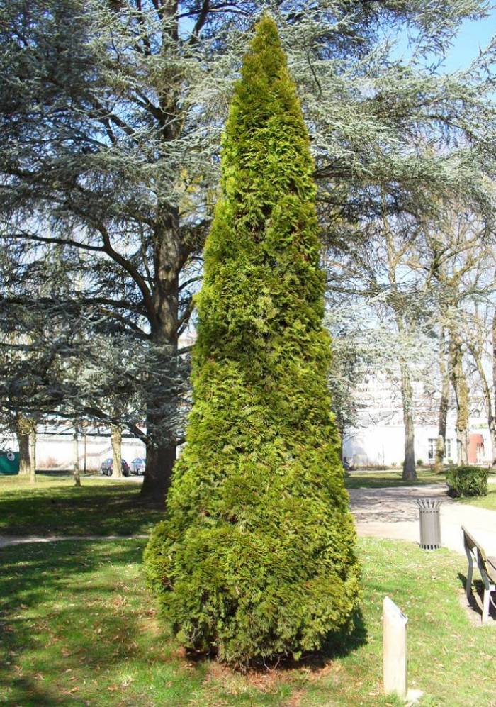 Thuja occidentalis 'Emerald Green' - Green Pyramid Arborvitae
