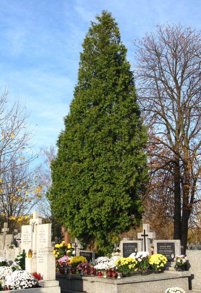 Thuja occidentalis - Arborvitae | PlantMaster