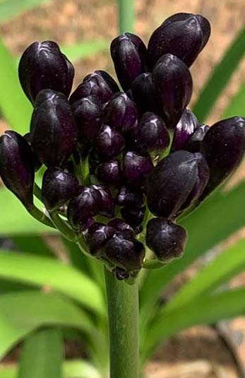 Agapanthus 'Blackjack' - Blackjack Lily of the Nile