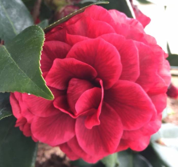 Camellia japonica 'Vestito Rosso' - Vestito Rosso Camellia | PlantMaster