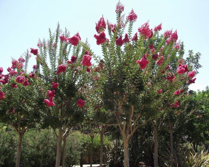 Lagerstroemia indica 'Tuscarora'