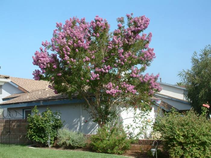 Lagerstroemia indica 'Muskogee'