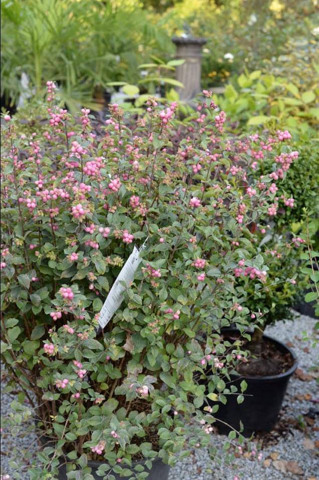 kamerian Māra　BERRY BERRY PINK ソフビ kamerian Māra BERRY BERRY PINK ソフビ