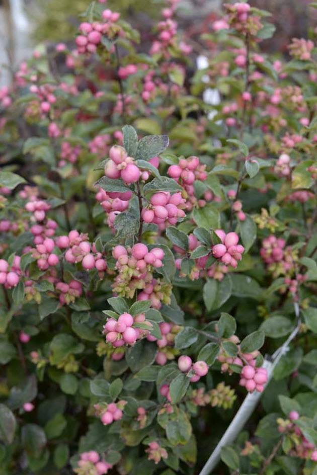 Symphoricarpos x doorenbosii 'Kolmcan' - Candy Coralberry