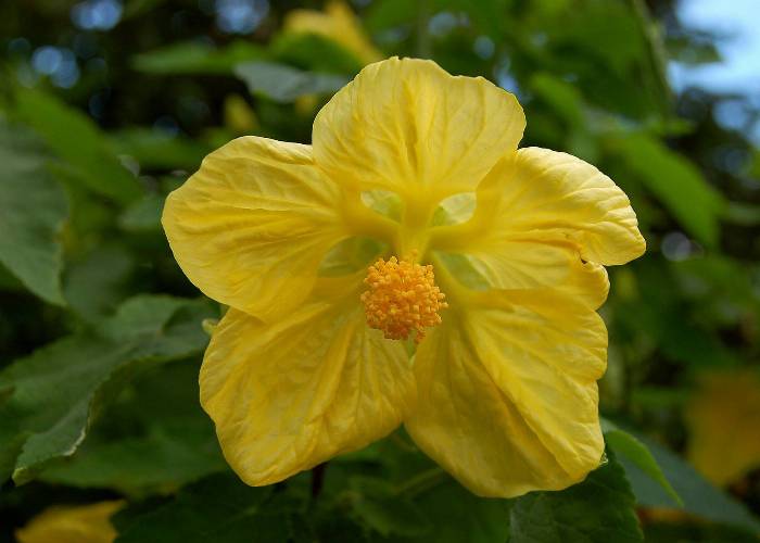 Dave Hort 14 | Plants