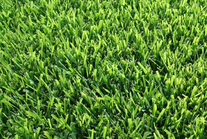 Zoysia japonica