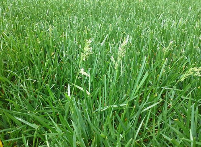 Poa pratensis - Kentucky Bluegrass | PlantMaster