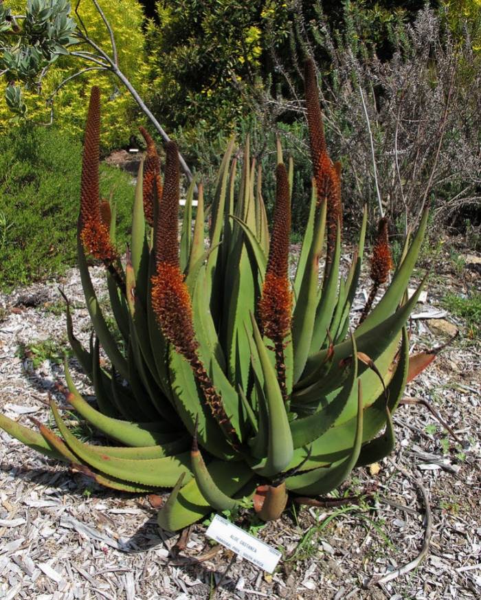Aloe castanea - Cat's Tail Aloe | PlantMaster