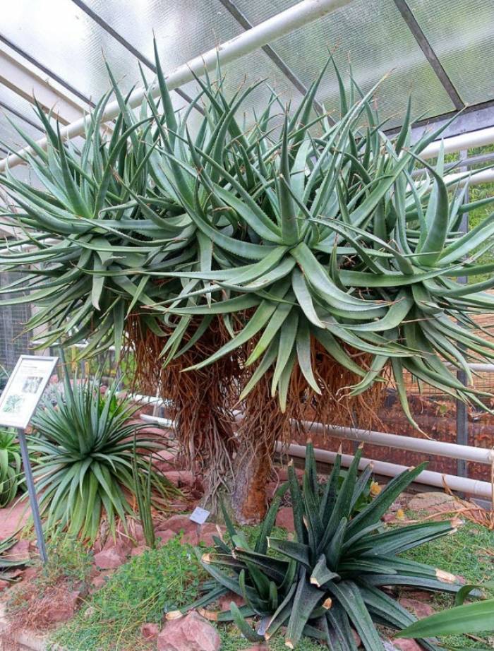 aloe vera nasensalbe Aloe Vera Gel für Gesicht & Körper! main image 0
