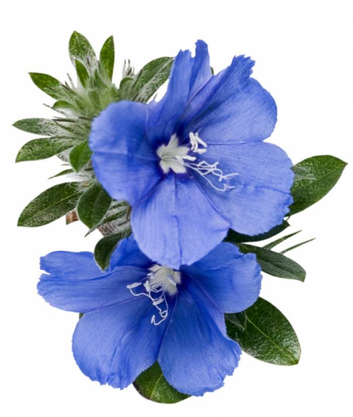 Evolvulus Blue My Mind Test