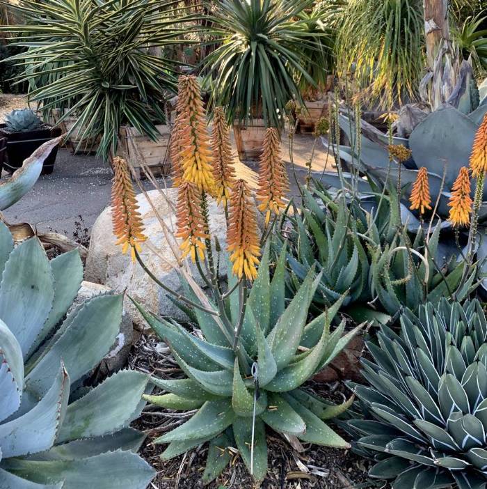 Aloe sinkatana x marlothii - Mountain Aloe | PlantMaster