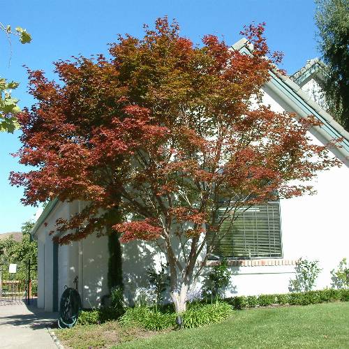 Acer palmatum 'Bloodgood'