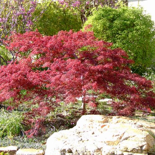 Acer palmatum 'Crimson Queen'