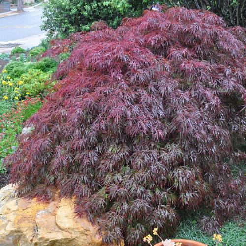 Acer palmatum dissectum 'Tamukeyama'