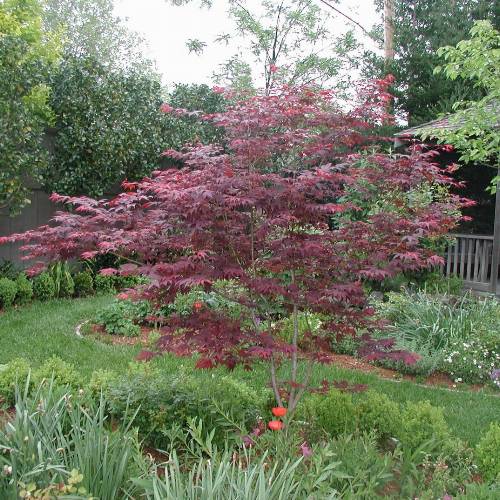 Acer palmatum 'Oshio Beni'