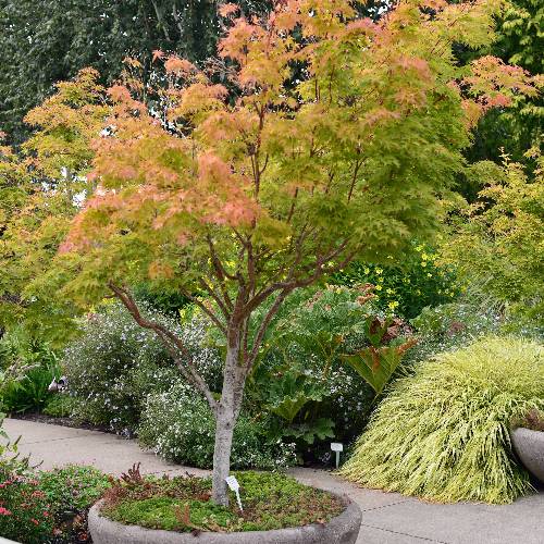 Acer palmatum 'Sango Kaku'
