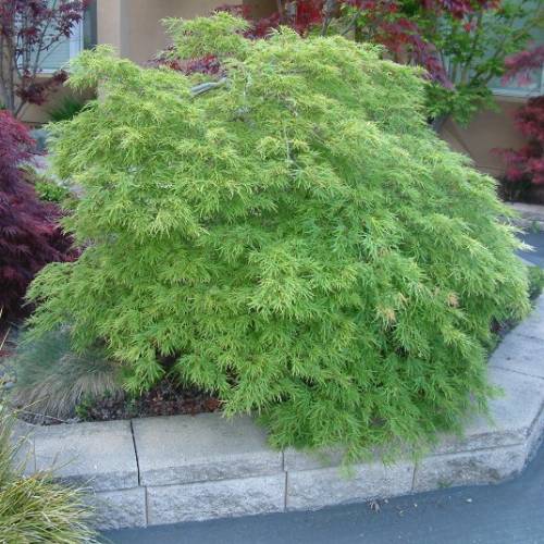 Acer palmatum 'Dissectum Viridis'