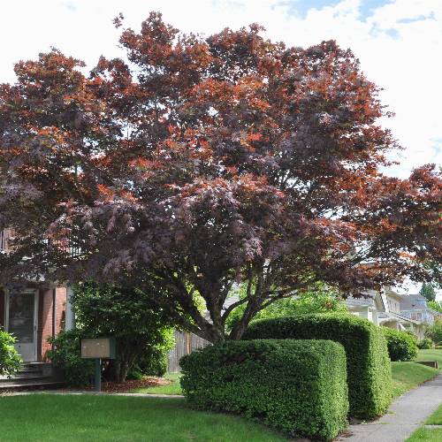 Acer palmatum 'Atropurpureum'