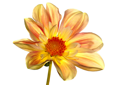 Live Life in Full Bloom