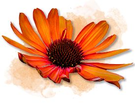 Echinacea graphic